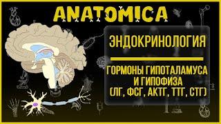 Гипоталамус и гипофиз  Гормоны гипофиза  ЛГ ФСГ Гормон роста  Эндокринология