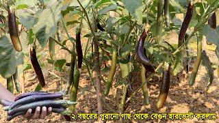 ২ বছরের পুরানো গাছ থেকে বেগুন হারভেস্ট করলাম - বেগুন চাষ পদ্ধতি - Eggplant Cultivation