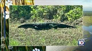 Florida woman spots Monitor lizard