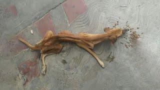 Skinny Dog Was Starved To Exhaustion Lying Right On The Sidewalk But No One Cares