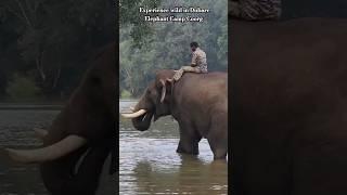 Dubare Elephant Camp  Jungle lodges and Resorts #dubare #elephants #coorg #viral