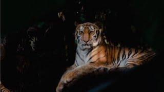 Tiger attack near Bannari Checkpost backsideSathyamangalam forest HasanurDhimbam tiger reserve