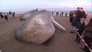 Three dead whales wash up on Skegness beach