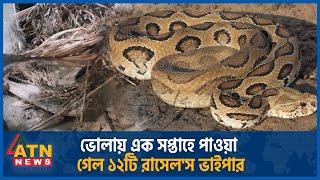 ভোলায় এক সপ্তাহে পাওয়া গেল ১২টি রাসেলস ভাইপার  Russells Viper  Snake   ATN News