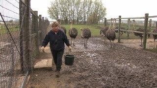 Ostrich Farmer Helen Wall Alden Iowa