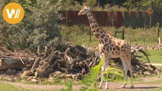 Giraffe  Unsere Tierwelt Kurze Tierdokumentation