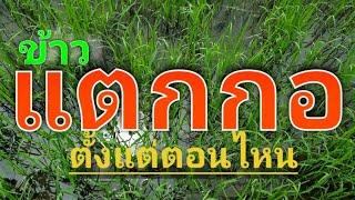 กข.41 ตอบคำถาม ข้าวแตกกอตั้งแต่วันไหน ถึงช่วงไหน