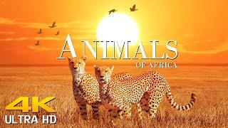 Animals of Africa 4K Scenic Wildlife Film With Calming Music  Scenic Film