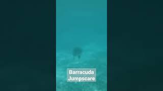 Barracuda Jumpscare