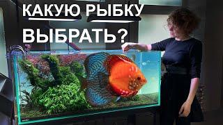 Каких рыбок можно поселить в аквариум  Обзор аквариумов 