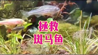 冬天凍不死的魚有哪些？ 冬季不怕冷的觀賞魚品種推薦