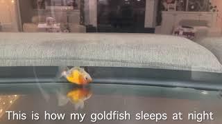 Goldfish plays dead when sleeping