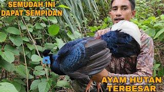 SIAPA SANGKA_AYAM DAN BURUNG SEMEWAH INI HANYA DI LADANG