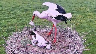 Mother Saving Immature Baby bird Being Eaten by its mature Sibling  Stork Birds in nest