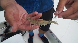 Sight Fishing with Live Shrimp