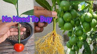 No need to buy Lemon Tree  Do This Instead