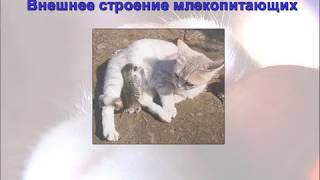 Внешнее строение млекопитающих