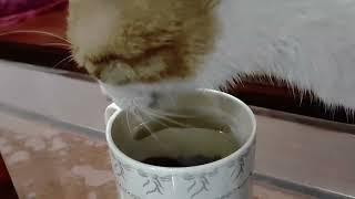 How to trick cat to drink water?