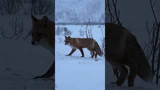 Подъезжаем к Териберке. Встречает нас красотка