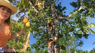 Climbing Santol Tree to pick some fruits Sweet Santol