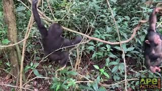 Rescued Chimp and Gorilla Play in the Forest