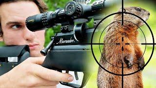 Groundhog Hunting with .25  PCP Air Rifle Scope Cam