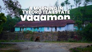 A Morning In Tyford Estate Vagamon-Wiltshire Bungalow  Tea Estate  Vagamon Tourism