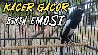 EDAN LUR KACER GACOR KONSLET NGOBRA