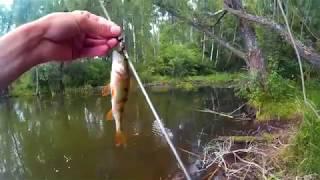 Ловля окуня и щуки. разведка на окуня на неизвестном водоеме. perch pike fishing