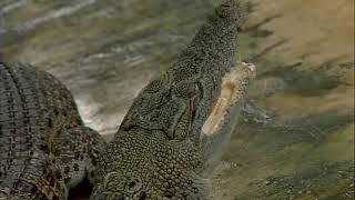 Malcolm Douglas - Australia - Living With Crocodiles Part 3 1997