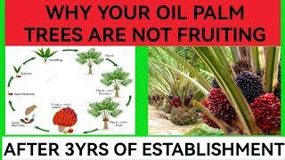 Reasons Why Your Oil Palm Trees Are Not Fruiting After 3 Years Of Establishment