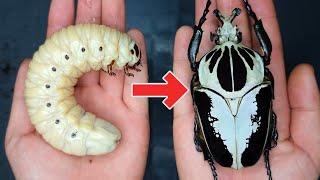 How to breed Goliathus? Goliathus Beetle ASMR