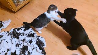 Cat Battle Every Night In The Living Room 