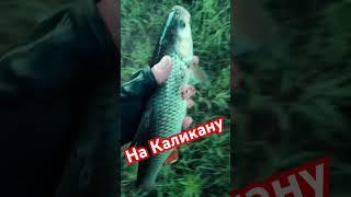 Голавль на Каликану #fishing  #рыбалка #pontoon21