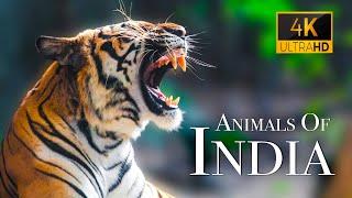 India Wildlife In 4K - Amazing Scenes Of Indias Animals  Scenic Relaxation Film