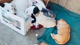 The fed abandoned puppies newly born found shelter under the building in the center