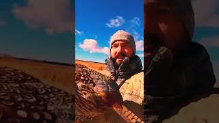 Wild Pheasant hunting #hunting #shorts