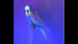 Glow in the Dark Budgies. Don Burke. Newcastle Budgerigar Show 2023