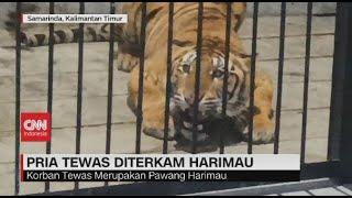 Pria Tewas Diterkam Harimau