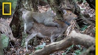 Monkey Tries to Mate With Deer Rare Interspecies Behavior  National Geographic