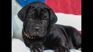 Cane Corso Puppies for Sale