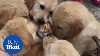 Adorable moment Golden retriever puppies lovingly lick ginger CAT