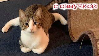 Funny Animal Videos 2024 - Funniest Dogs and Cats Videos #233