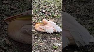 Giant Pelican  Amazing creature #pelicans #birds #shorts #ytshorts #london #animals #birdlife