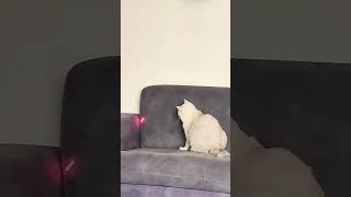 Kedi Videoları - Cat Videos - Milka Lazer le Oynamayı Çok Seviyor. Pili Bitmişti Değiştirdik ️