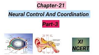 #Eye#Ear#11th Biology NCERT Notes#Ch-21# Neural Control And Coordination#Part-3.