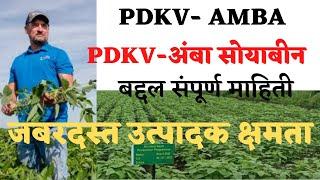 PDKV अंबा सोयाबीन वाण बद्दल संपूर्ण माहिती 2023  PDKV Amba soyabean variety 2023 जबरदस्त उत्पादन