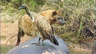 Sudden Strike Crocodile Snatches Vulture at African Rivers Edge 