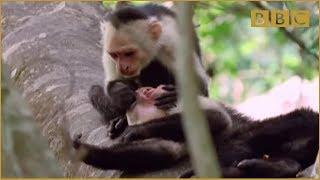 Funny Talking Animals  Walk On The Wild Side - BBC