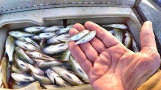 SECRETS For Catching LOADS Of White Perch SIMPLE and EASY